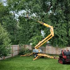 Best Organic Lawn Care Solutions  in Lacy Lakeview, TX