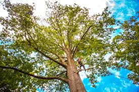 Organic Lawn Care Solutions in Lacy Lakeview, TX