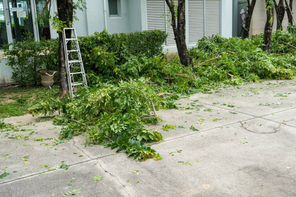 How Our Tree Care Process Works  in  Lacy Lakeview, TX
