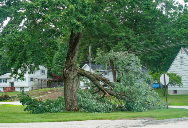  Lacy Lakeview, TX Tree Services Pros