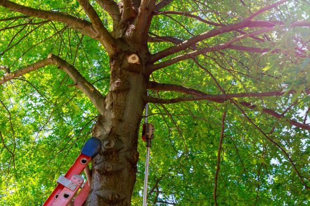 Best Tree Maintenance Programs  in Lacy Lakeview, TX